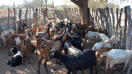 Chaco volverá a exportar carne caprina a Sri Lanka el mes próximo