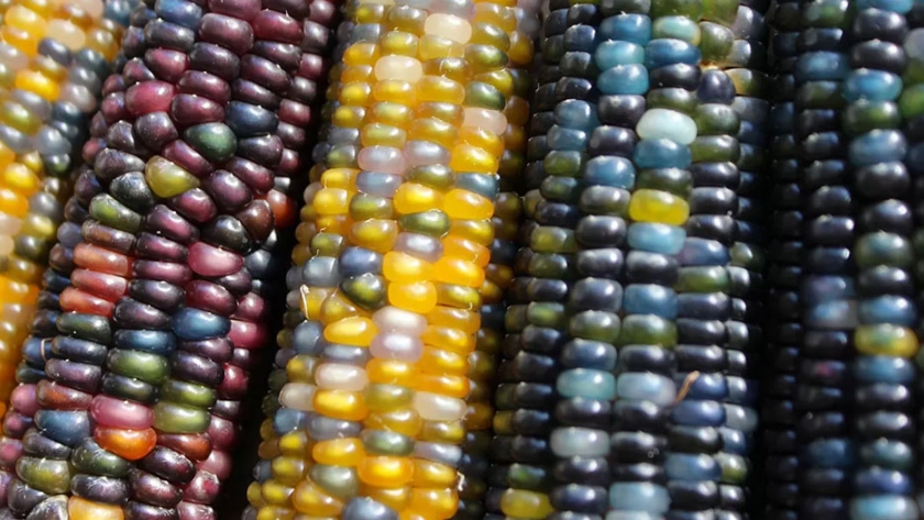 El maíz arco iris: el proyecto Slow Food para salvar esta antigua variedad