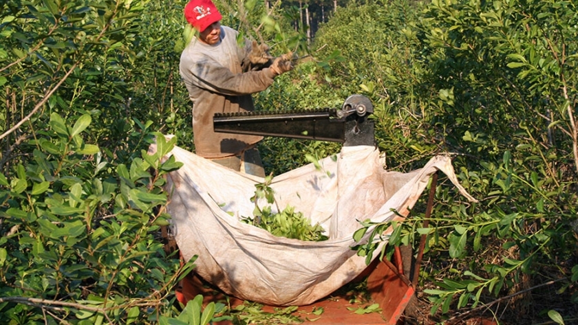 Yerba mate sustentable, las técnicas para lograr una mayor productividad