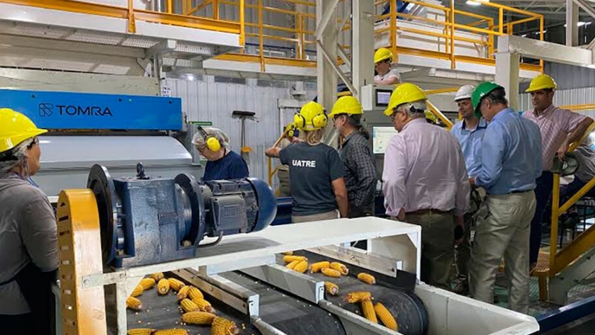 Los Semilleros dieron inicio a la cosecha de semilla de maíz 2020
