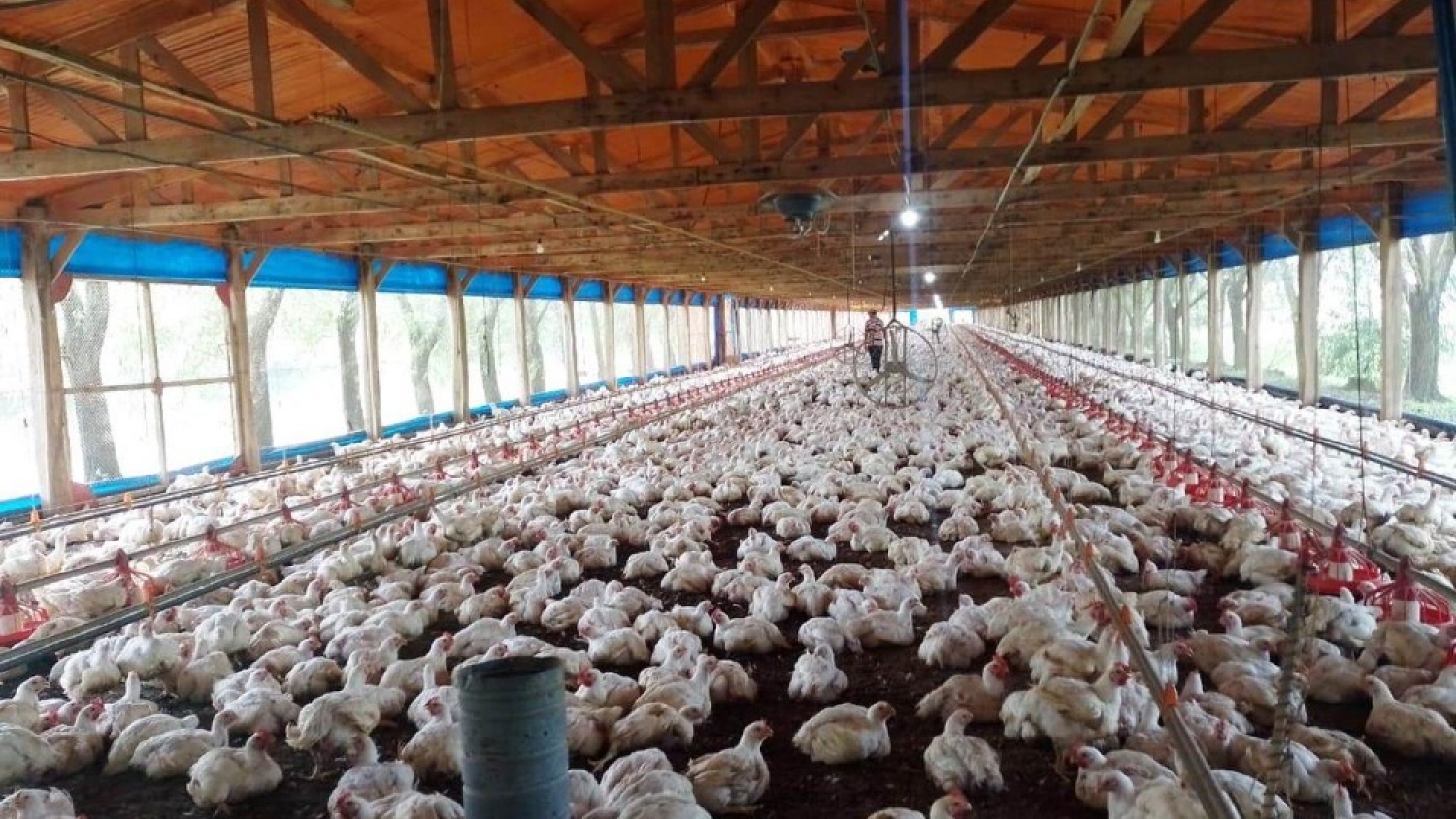Santa Bárbara fortalece la producción avícola de Junín con un modelo integrado