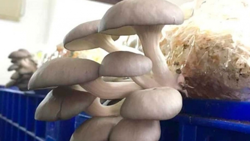Hongos comestibles, producen un volumen récord de microorganismos para su siembra
