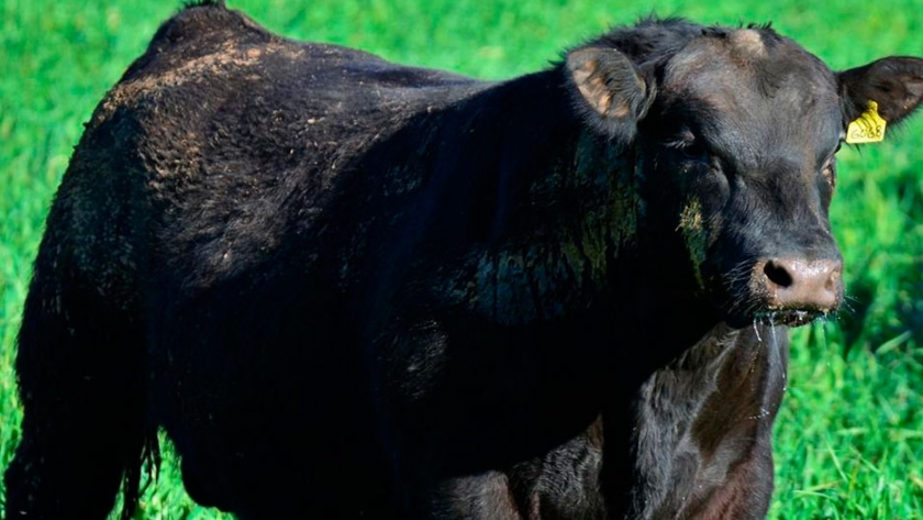 Bisagra tecnológica para la ganadería argentina: primeros datos de toros evaluados por ADN