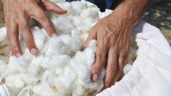 Colombia rescata algodón nativo y ecológico