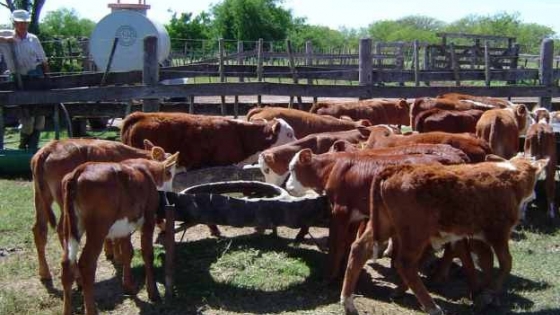 La invernada cambia de esquema: más recría a campo y un feedlot que gana peso en la faena