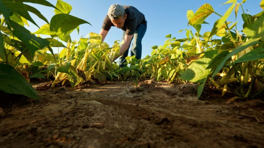 Productores agrícolas pueden acceder a créditos de hasta $30 millones para mitigar riesgo climático