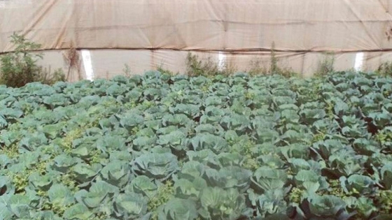 Plantación de variedades de repollo en invernadero