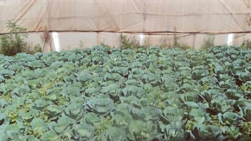 Invernadero semillero para germinación de cultivos