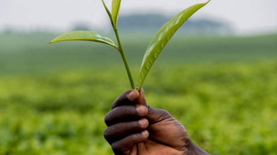 <La asociación UE-África es necesaria para la transformación de los sistemas alimentarios, según los expertos