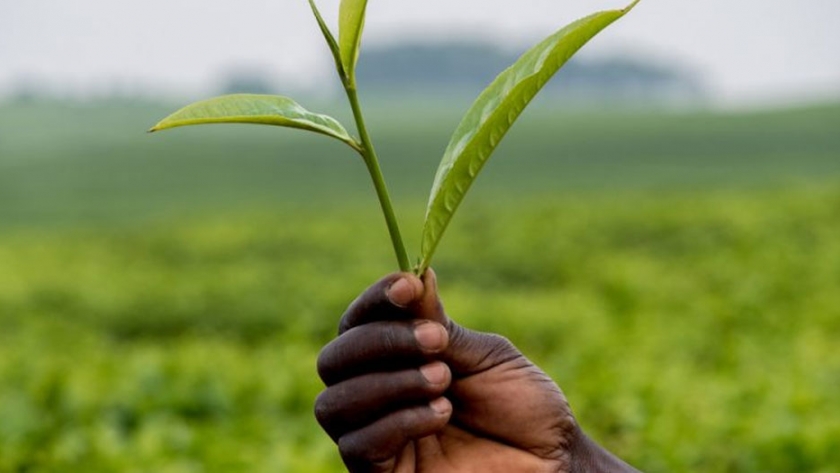 La asociación UE-África es necesaria para la transformación de los sistemas alimentarios, según los expertos