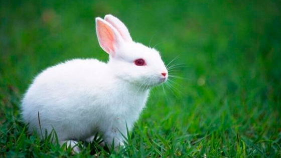 Se exportará carne de conejo producido en Neuquén