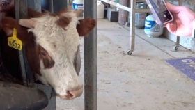 Trazabilidad animal: en EE.UU. desarrollan una herramienta de reconocimiento facial bovino