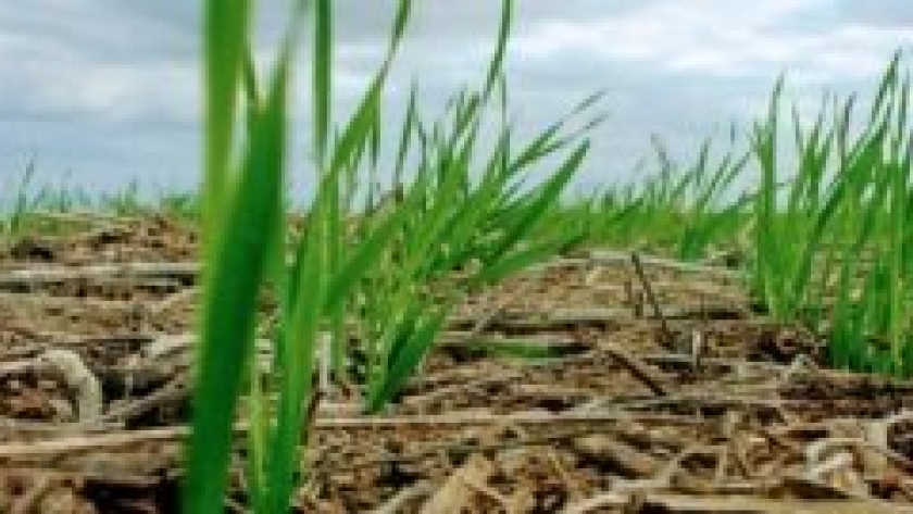 Entre Ríos: con buena humedad en el perfil y precio del trigo, se define la fina