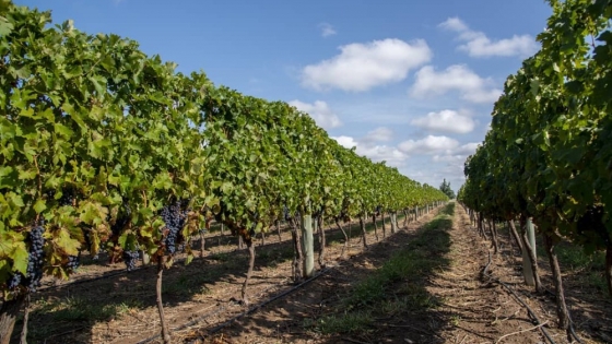 Certificación de 48 toneladas de uva de La Pampa para vinificar en Mendoza y Río Negro