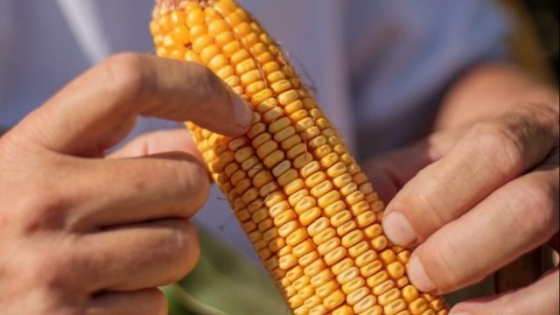 Un híbrido de maíz para el norte argentino, con gran tolerancia a Spiroplasma