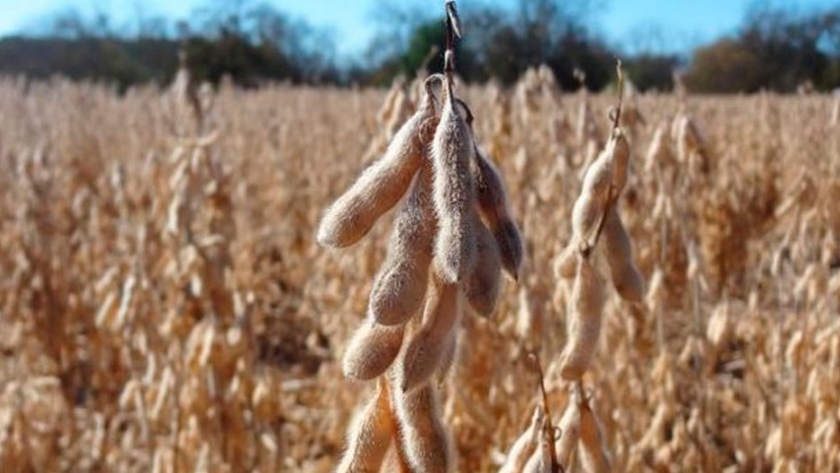 La soja que viene en Córdoba: 330 dólares para el Estado, 240 dólares para el dueño del campo y lo que quede para producirla