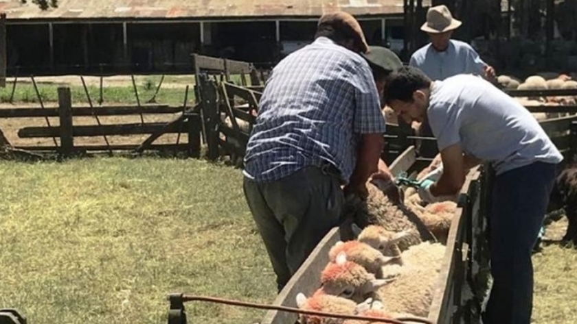 MDA lanza la primera etapa para la presentación de proyectos productivos ovinos