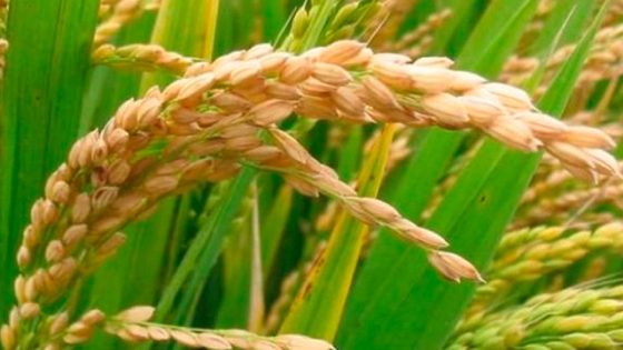 Ensayo en arroz: la efectividad de productos biológicos probada por el INTA