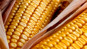 Maíz transgénico evita pérdidas de US$167 millones al año por micotoxinas cancerígenas en EE.UU