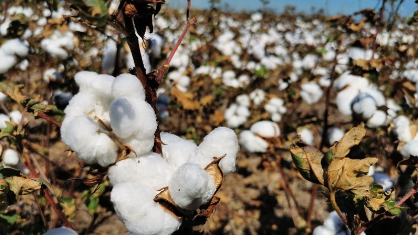 Algodón: el 45 % de las variedades sembradas en el país son de INTA