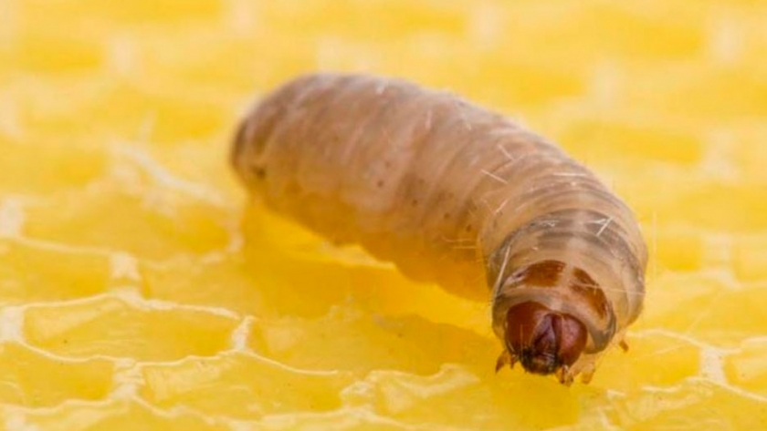 La oruga tucumana podría ser parte de la solución de la contaminación ambiental