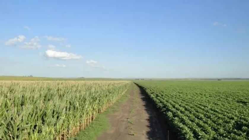 Más del 80 % de los lotes de soja y maíz están en condiciones de excelentes a muy buenas en la zona núcleo