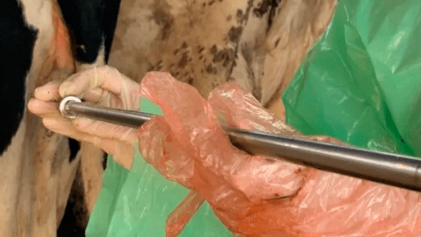 Una nueva técnica de inseminación artificial en vacas aumenta el bienestar animal y la rentabilidad