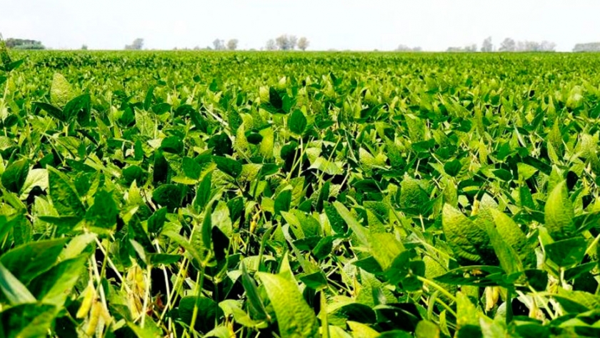 Soja: Aportes biológicos para una mejor condición productiva