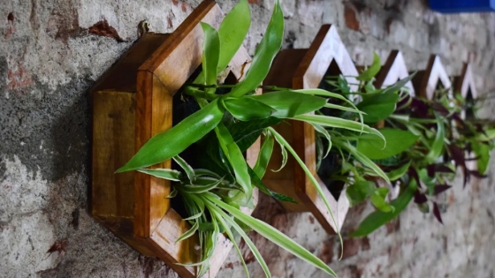 Rojas invita a un seminario gratuito de jardinería sobre “Cuadros vivos”