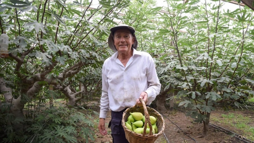 El portugués que cultivó el higo perfecto en la provincia de Buenos Aires