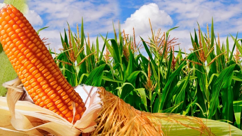 Trigo y maíz: advierten que podría haber una caída importante si no hay estímulos