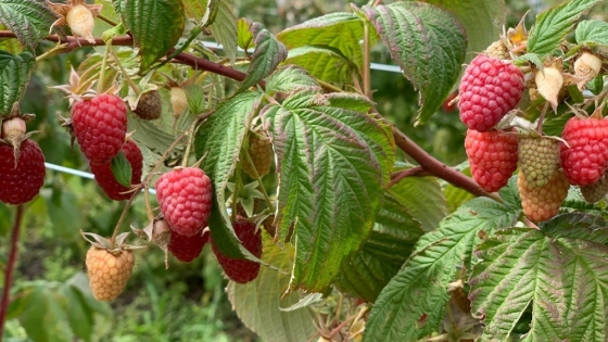 Tras los incendios, las chacras de frambuesa se vuelven refugio clave para polinizadores en la Patagonia