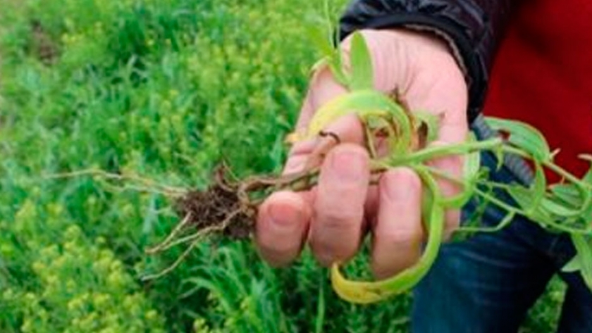 La harina de camelina aporta a la alimentación porcina