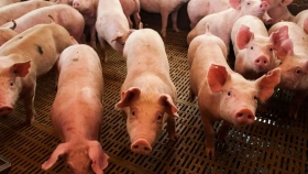 Producción porcina. Incorporaron un artículo sobre el ambiente al acuerdo con China y se firmaría en noviembre