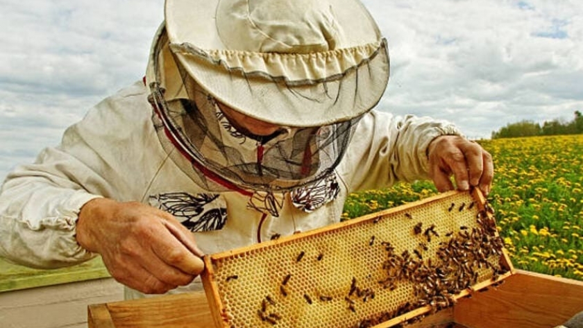 Más de 650 productores apícolas recibirán el aporte del programa de Fortalecimiento Productivo para su sector