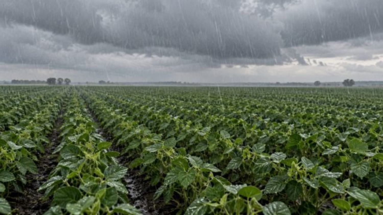 Campaña agrícola: más agua y calor exigen reforzar la protección fungicida