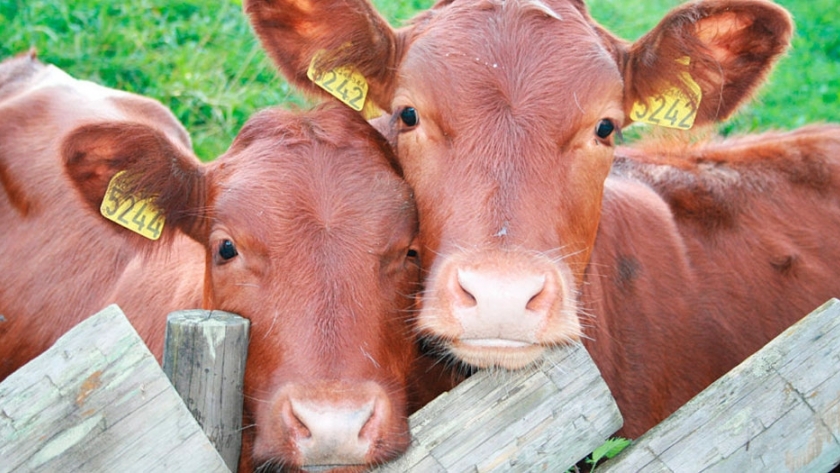 ¿Por qué es tan importante preocuparse por el bienestar animal?