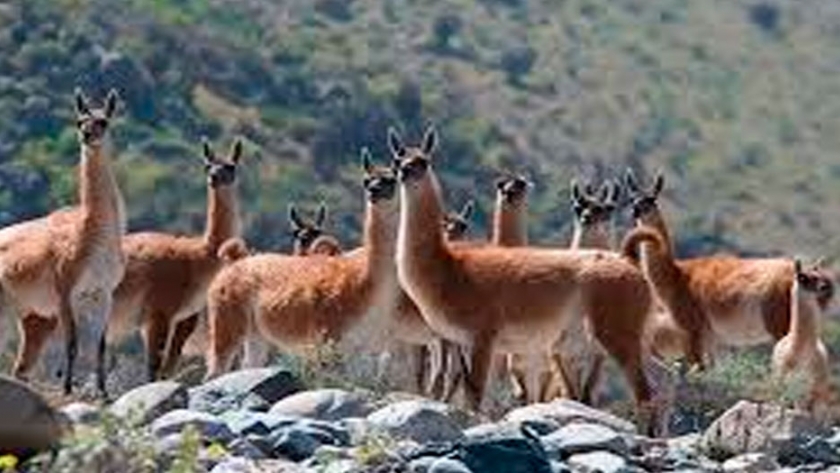 Abrió la inscripción para participar del ?Plan de Manejo del Guanaco? 2020
