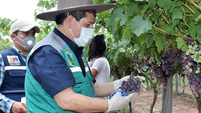 Viticultores se aprestan a cosechar uva tempranera del Chaco tarijeño