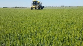 Cerca de la siembra de trigo, el control de malezas con un modo de acción novedoso para el cultivo