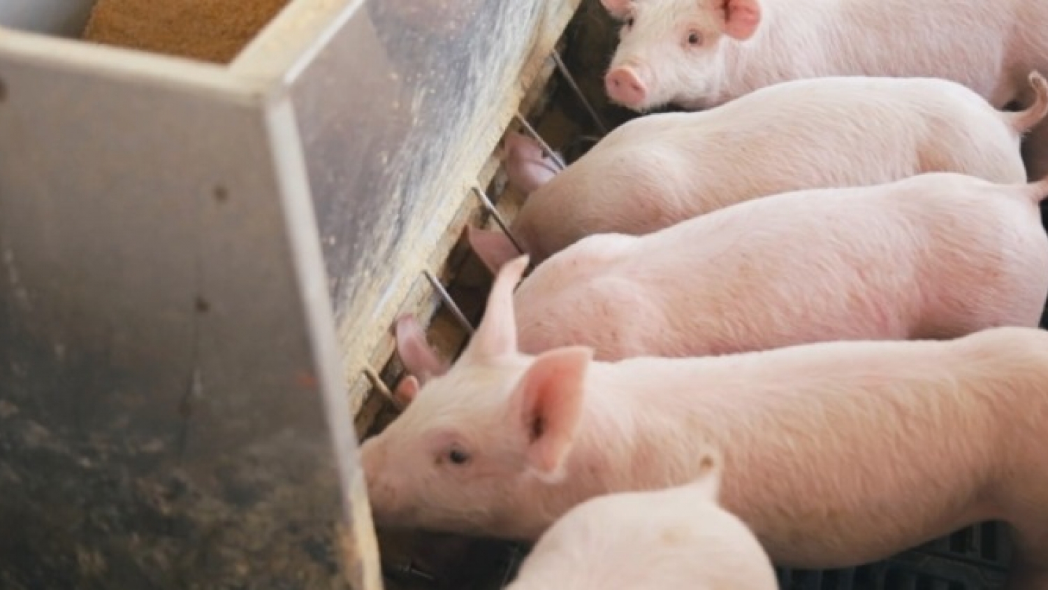 La carne de cerdo brasileña presiona a los productores argentinos y en Misiones alertan por el contrabando