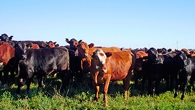Una gran oportunidad para el desarrollo productivo: Vaca viva