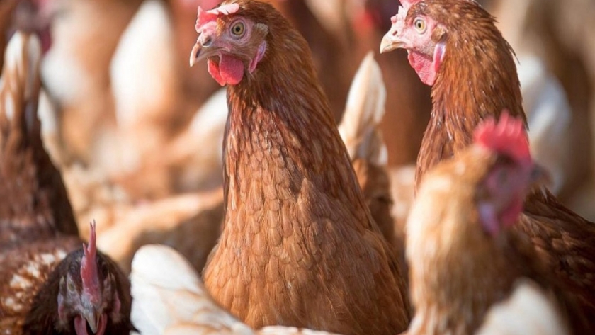 Entre Ríos adhirió al fortalecimiento de medidas para el control en aves corral y silvestres