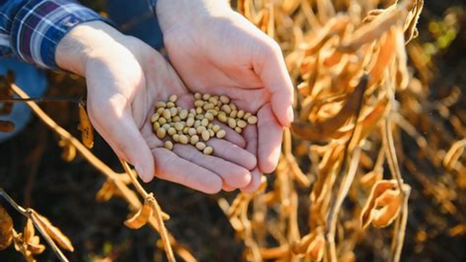 La calidad proteica de la soja argentina gana protagonismo en la nutrición animal