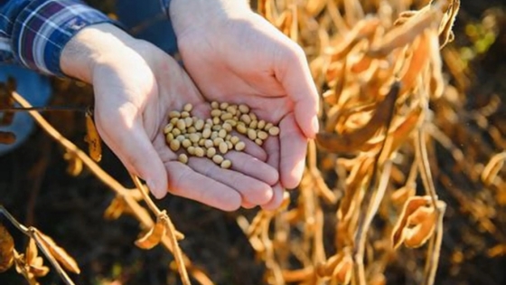 La calidad proteica de la soja argentina gana protagonismo en la nutrición animal