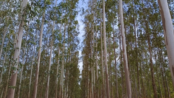 En el NOA, evalúan clones de eucalipto para la producción de madera