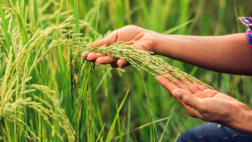 Por primera vez, miden la huella ambiental en la producción de arroz en Corrientes