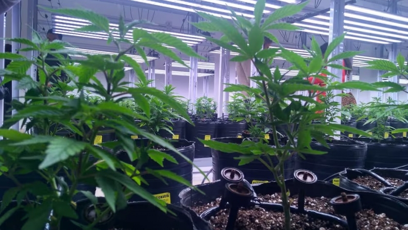 Se inauguró en Mendoza el primer desarrollo indoor para el cultivo de Cannabis