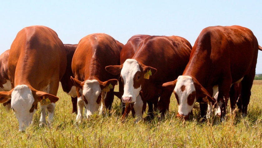 Disminuir el consumo de carne ayudará a reducir el riesgo climático