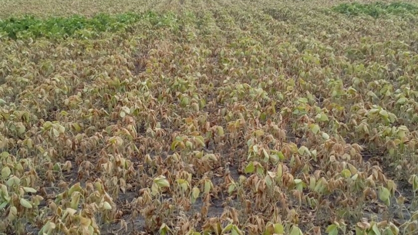 El déficit hídrico provocó la pérdida 18.800 ha de soja en Entre Ríos